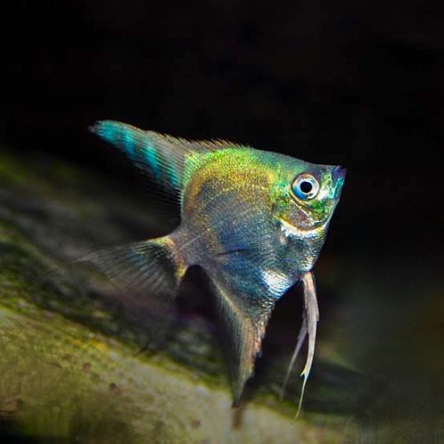 Pterophyllum scalare sapphire green